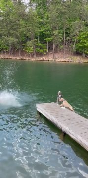 Golden Retriever Puppy Falls Off Dock Into Water