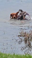 Golden Retriever Dog and Mallard Drake Duck Play Together in Water
