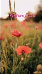 When you walk into nature....❤️Nature facts
