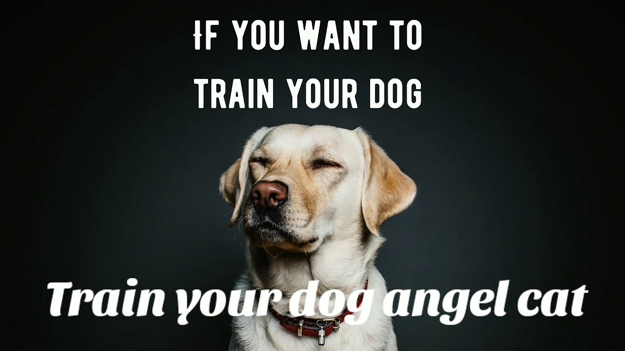 Train your dog and cats