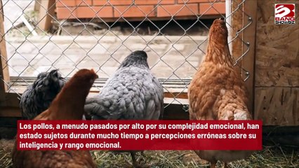 ¿Sabías que las gallinas pueden sonrojarse?