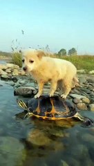 कुते ने कमाल कर दिया  Kute ne Kamal kar Dia #viral #shorts