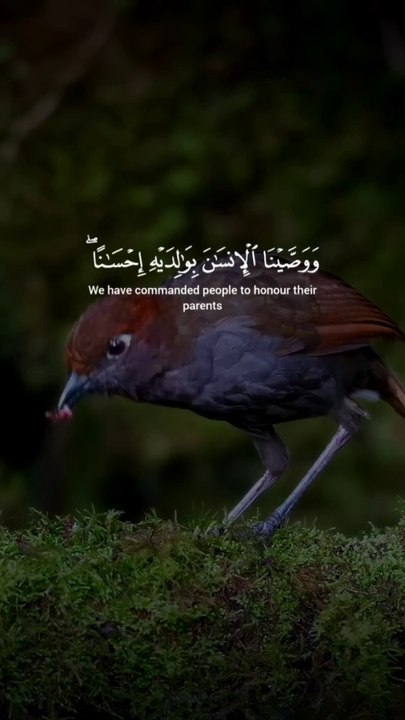 tha holly quran