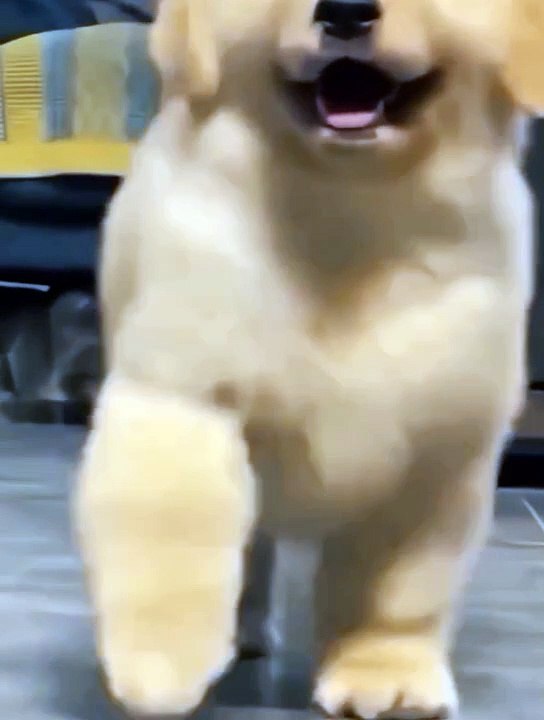 Dogs video....❤️