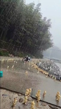 Ces bébés canards prennent leur pied sous la pluie... trop mignon