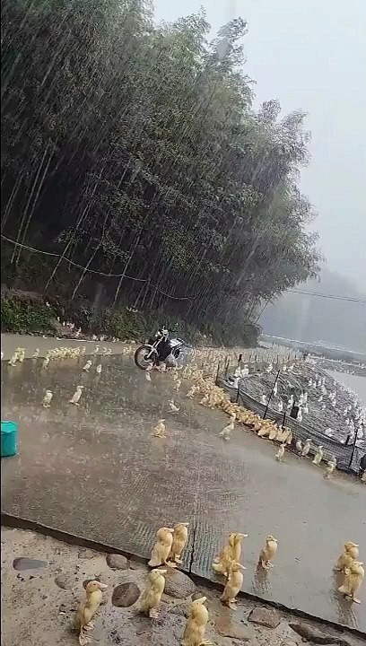 Ces bébés canards prennent leur pied sous la pluie... trop mignon