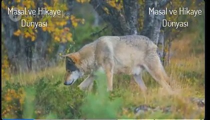 Ay Işığı Altında