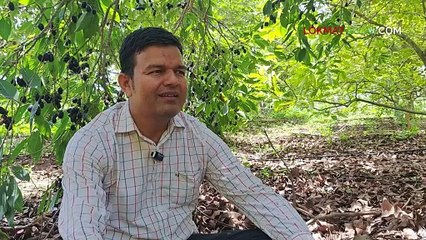 जांभूळ शेतीत पैसा भरपूर पण ही आहे रिस्क