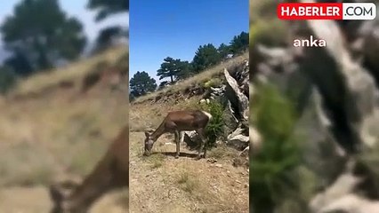 Salda Gölü'nde Nesli Tehlike Altındaki Kızıl Geyikler Görüntülendi