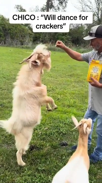 Man Makes Goat Walk on Hind Legs While Feeding Them