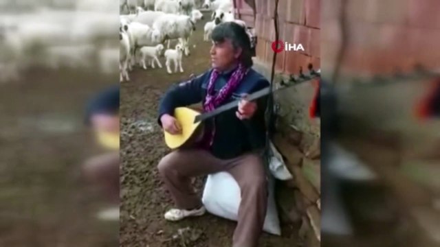Koyunlarla koro kurdu: O çalıyor, koyunlar eşlik ediyor