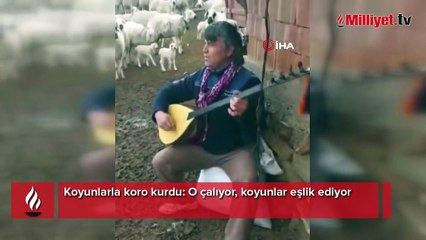 Koyunlarla koro kurdu: O çalıyor, koyunlar eşlik ediyor