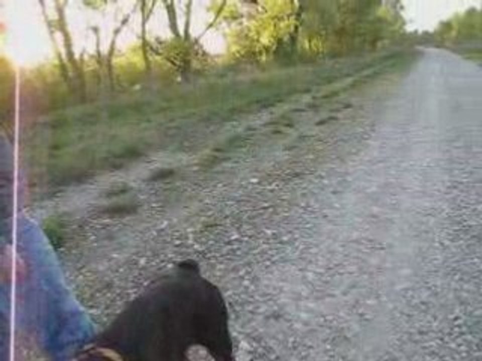 Toska et chiara en balade 3