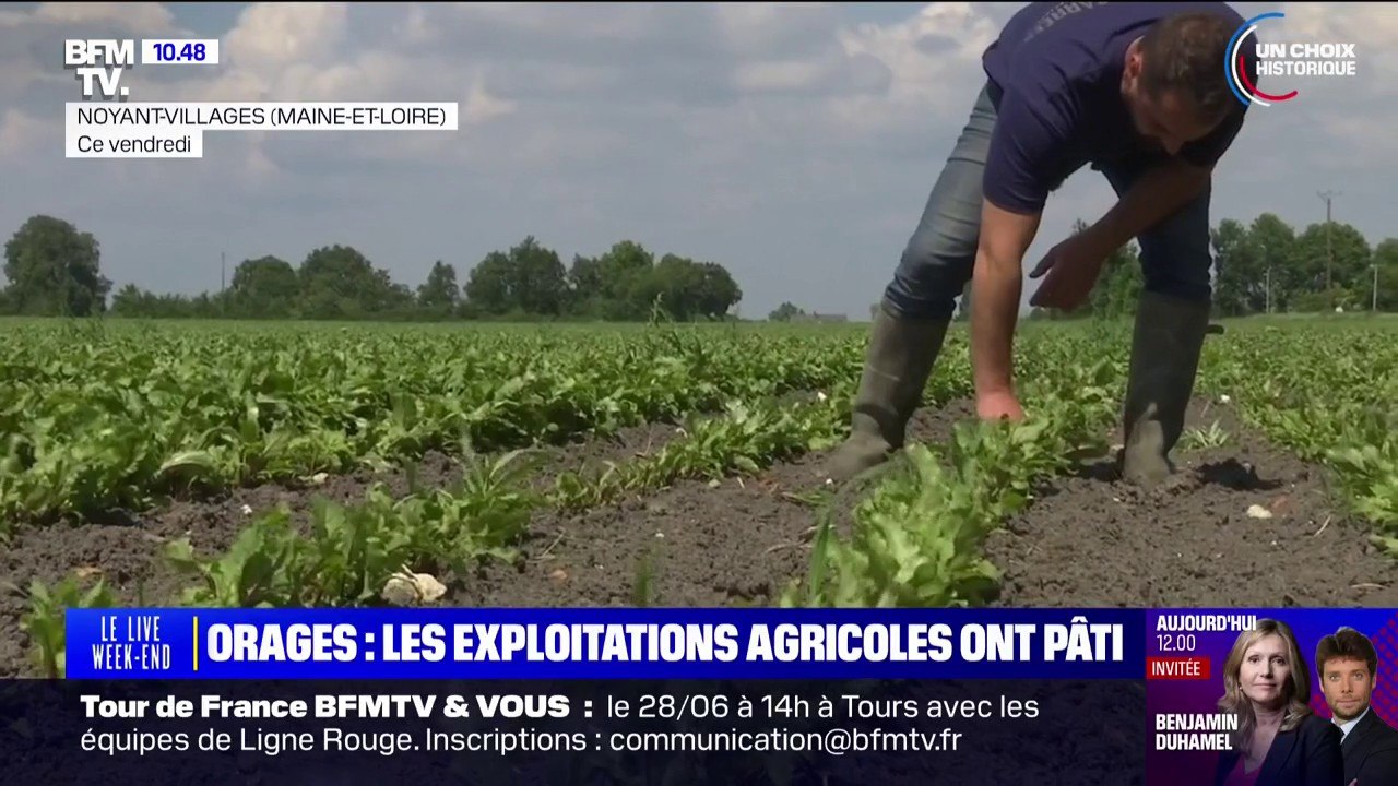 "Ça a tout broyé": après les orages, le désarroi de ces agriculteurs qui ont perdu certaines cultures