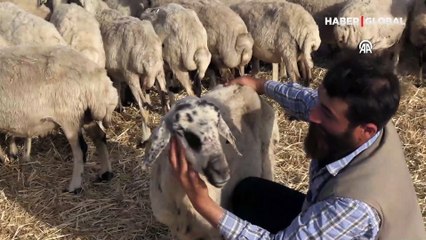 Kek ve lahmacun yiyen koyun 'Gülçin ünlü oldu: Ona bir şey olsa hiç yaşayamam
