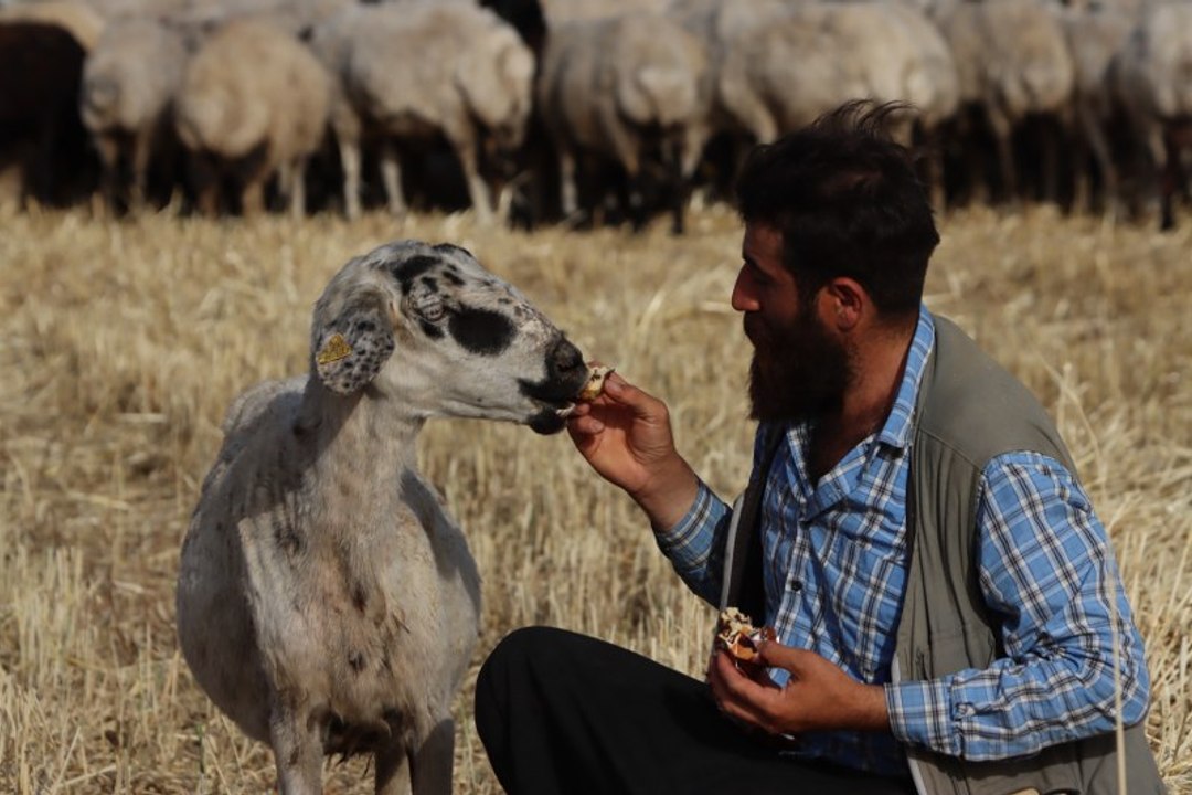 Çoban ile kek ve lahmacun yiyen koyunu "Gülçin"in gülümseten dostluğu