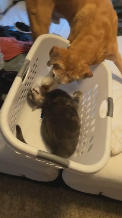 Cat Accidentally Falls Off Bed While Showing Affection to Dog