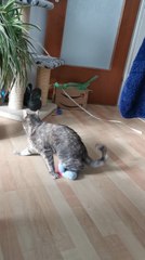 Cat Behaves Hysterically While Playing With Soft Toy