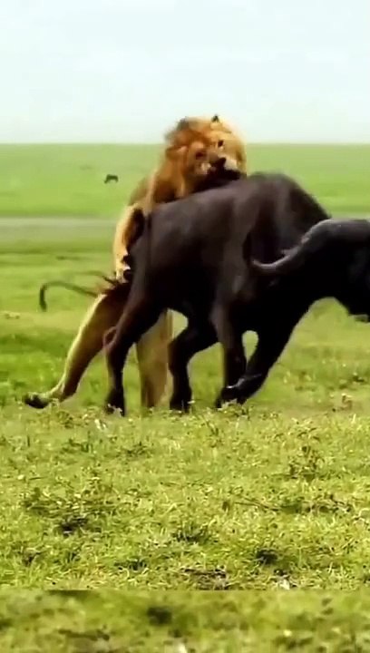 Lion vs Buffalo