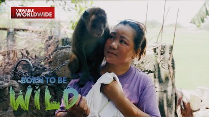 Alagang unggoy ng residente sa Arayat, Pampanga, naging agresibo?!  | Born to be Wild