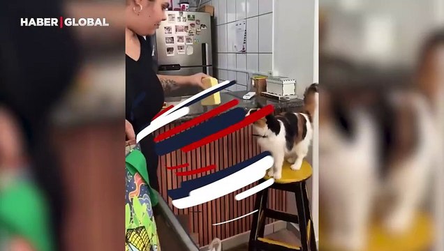 Evin gümrük memuru kedi: Alınan ürünleri kalite kontrolünden geçirdi