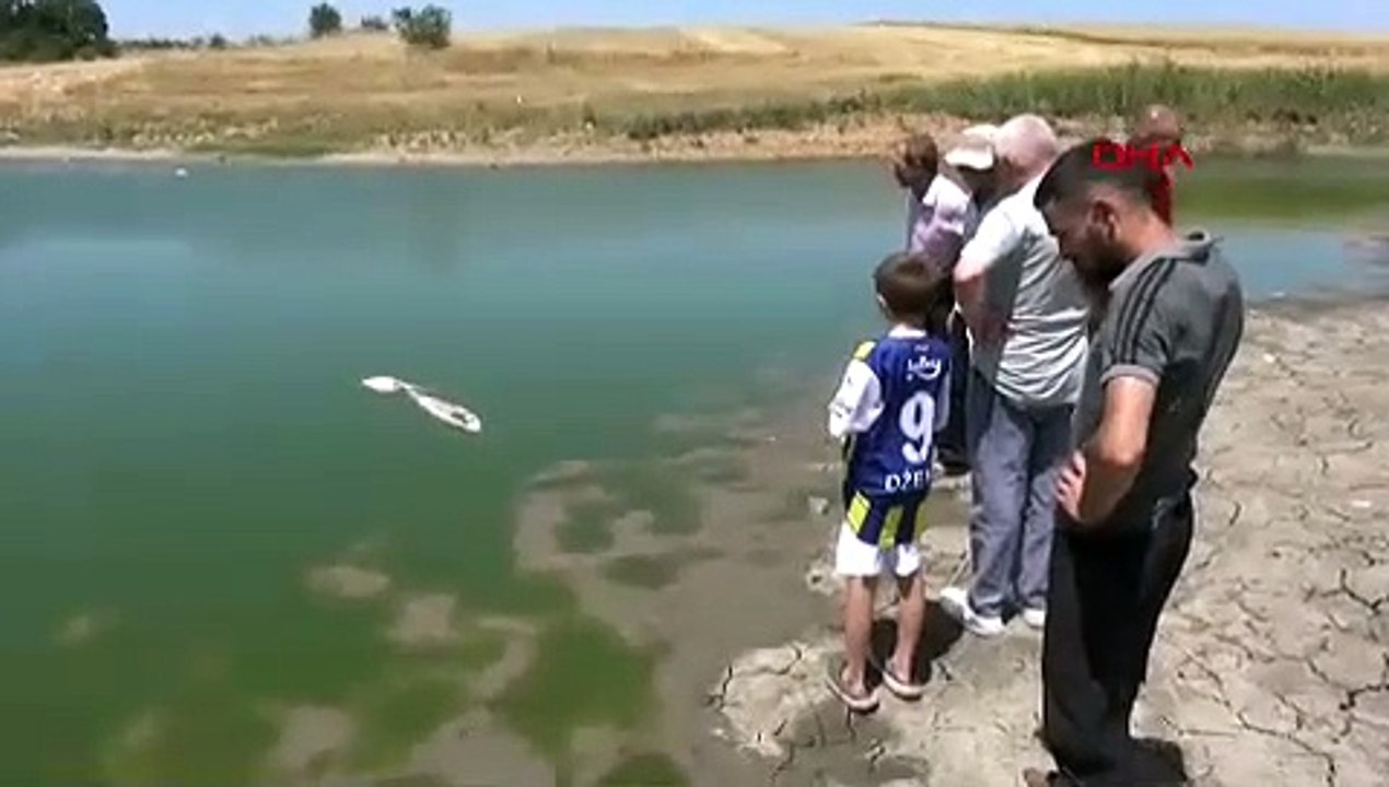 Edirne'de toplu balık ölümleri: İnceleme başlatıldı