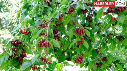 Erzincan'da Kiraz Hasadı Başladı