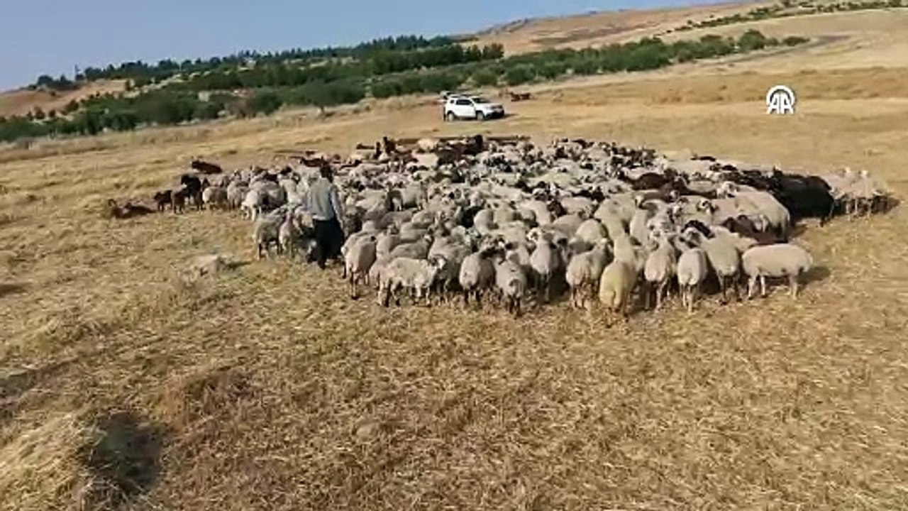 Şanlıurfalı çoban koyunu ile kek ve lahmacun yiyor