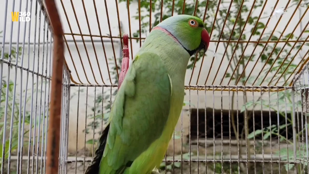 Ringneck Parrot Bird Beautiful Best Cat & different Sounds and talking