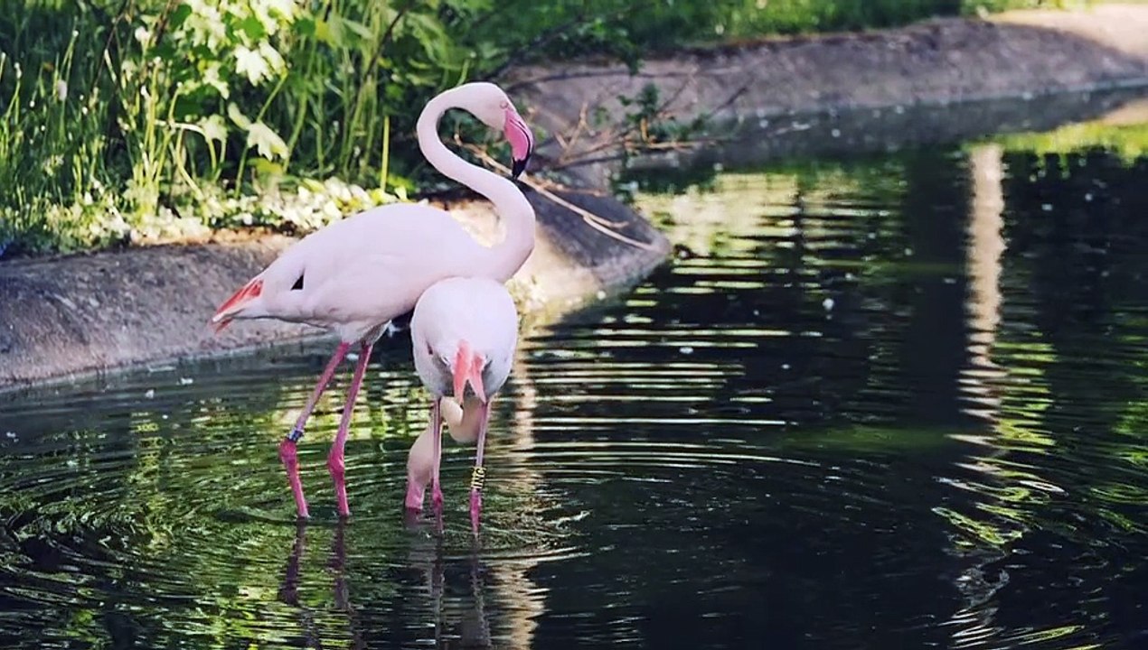 Satisfying relaxing enjoying video