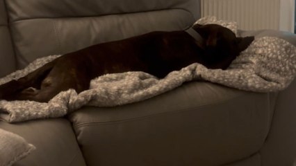 Whimsical dream adventure: Dog becomes a roaring superbike in his sleep