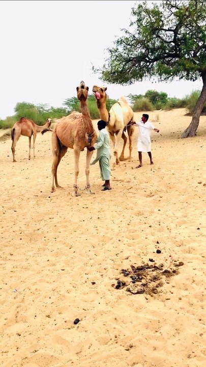 Crazy Camel