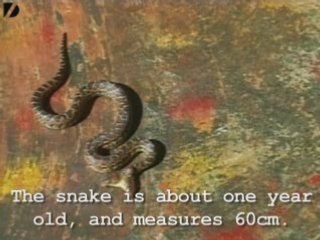 Two-Headed Snake