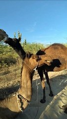 Amazing Desert Camel