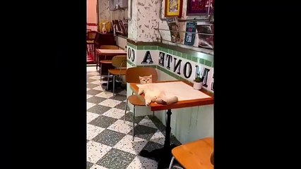 Funny cats and dogs vedio