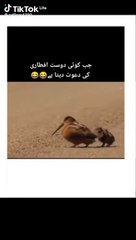 Funny dance |dancing Birds #viral #trending #dailymotion