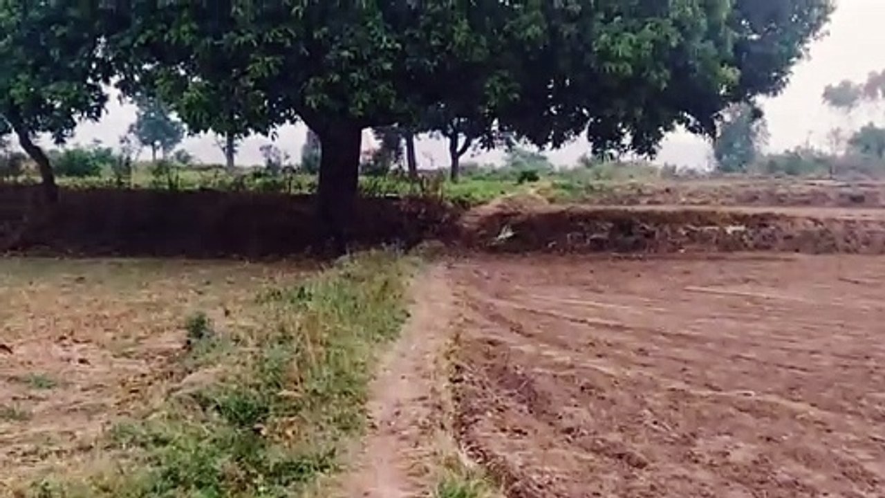 Titahari bird sound | titahari | titahari ki aawaj | टिटहरी | titodi