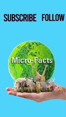 What is a group of crabs called? #animals #microfacts