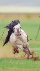 _horse_riding_full_speed__#shorts_#vearil#horse_#riding_#speed(720p)