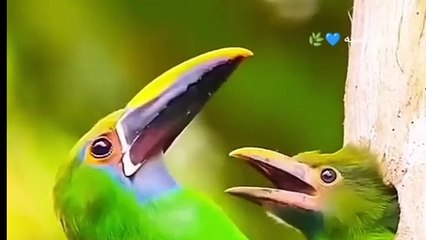 صلوا على النبي beautiful video