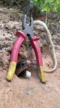 cobra snake trap, DIY snake trap, plastic container trap, PVC pipe snake trap, big snake trap, effective snake trap, snake catching, Neat People, wildlife hacks, snake safety, viral DIY video.