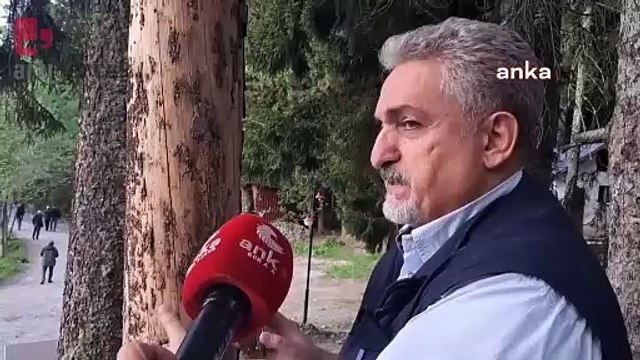 Sahara Milli Parkı'nda ağaç kesimine tepki: 'Böyle bir kesimle böcek zararının önlendiği dünyada görülmüş değil'