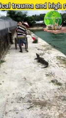 Are crocodile bites poisonous? #animals #microfacts