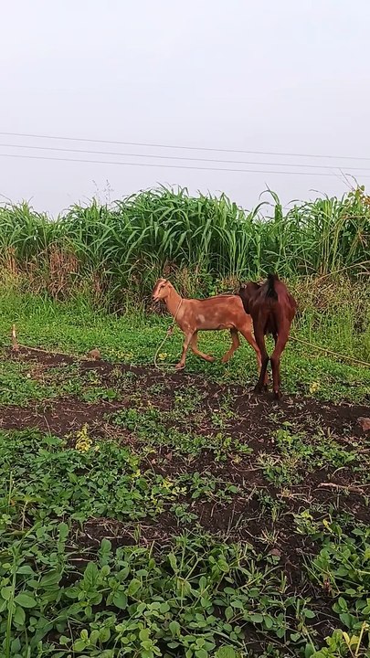 Two Goat Are Fighting