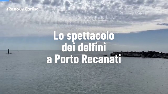 Lo spettacolo dei delfini a Porto Recanati