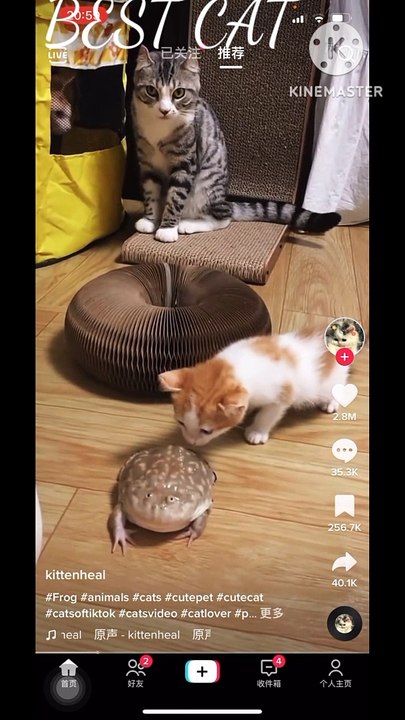 cat