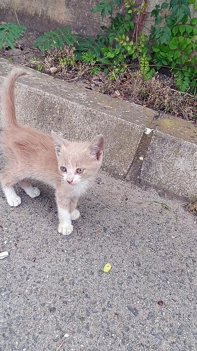 Cat  