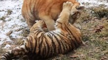Tiger Mother And Her Cubes Playing