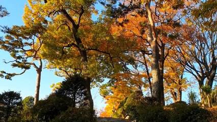 Thành phố buồn - Tác giả Lam Phương