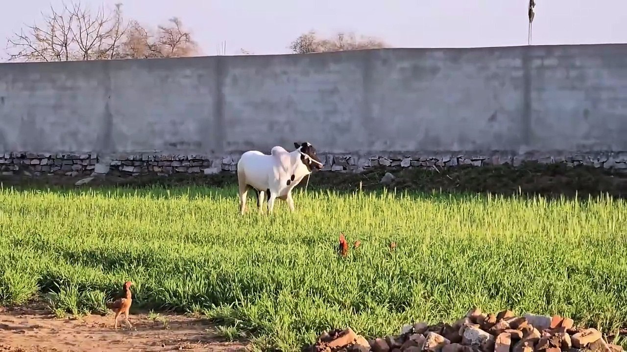 Dangerous Bulls - Fateh Jang Bulls 2024 - Cow Mandi 2024 -Bakra Mandi 2024(720P_HD)